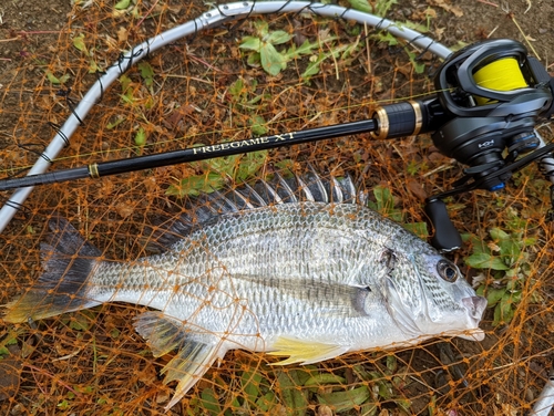 キビレの釣果