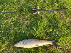 ニゴイの釣果