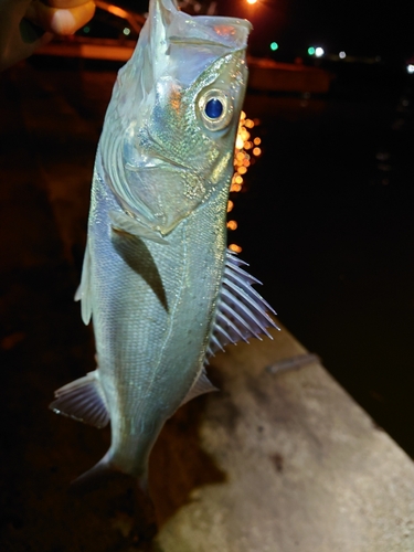 セイゴ（タイリクスズキ）の釣果