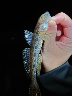 マハゼの釣果