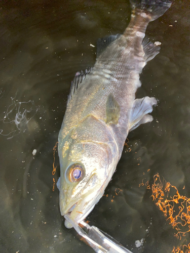 スズキの釣果