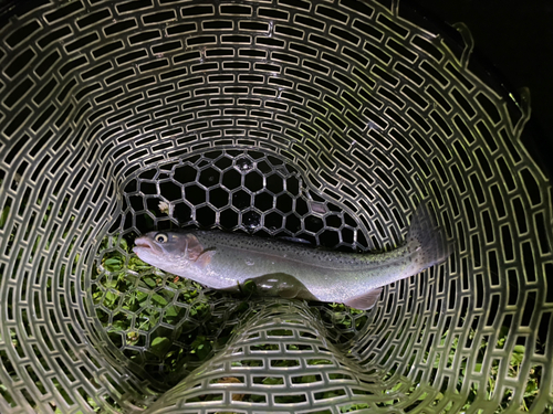 ニジマスの釣果