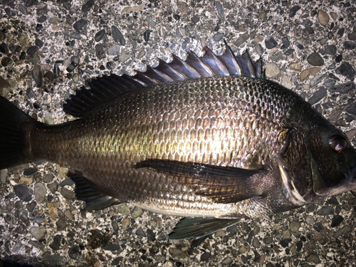 クロダイの釣果