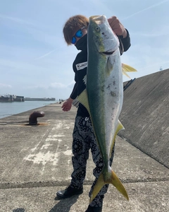 ブリの釣果