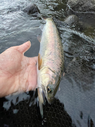 ヤマメの釣果