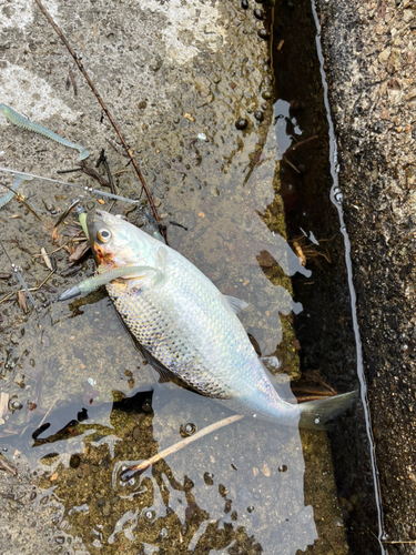 コノシロの釣果