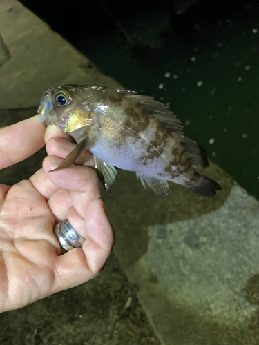 メバルの釣果