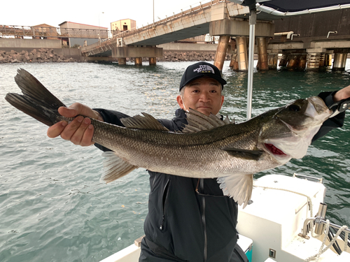 スズキの釣果