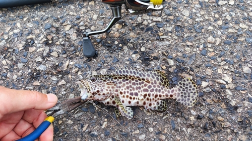 カンモンハタの釣果