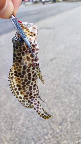 カンモンハタの釣果