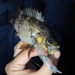 クロメバルの釣果