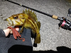 シマソイの釣果