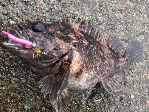 ムラソイの釣果