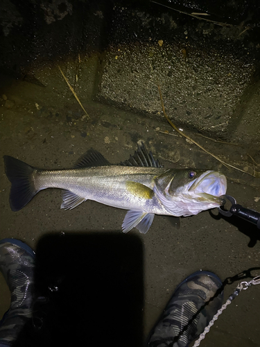 スズキの釣果