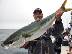 ブリの釣果