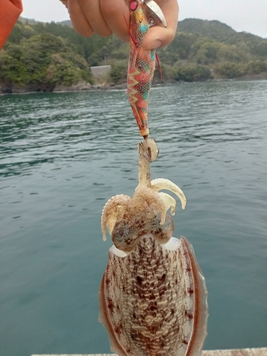 コウイカの釣果