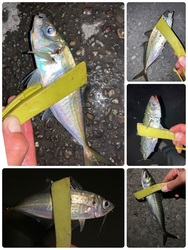 アジの釣果