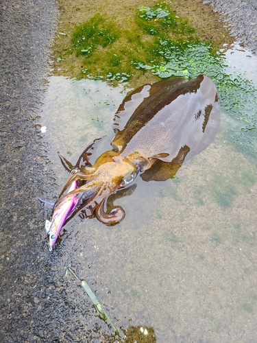 アオリイカの釣果