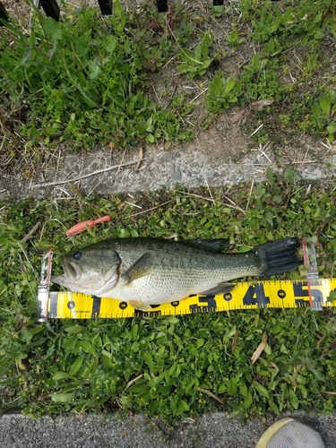 ブラックバスの釣果