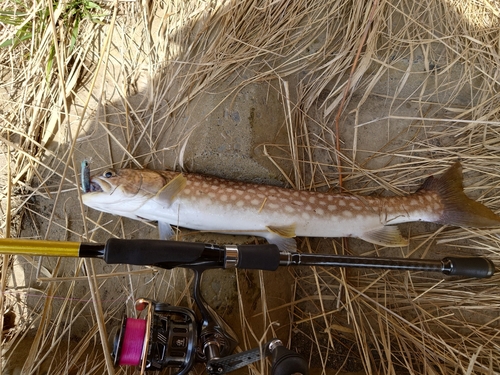 アメマスの釣果