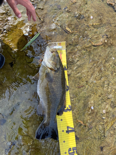 スモールマウスバスの釣果