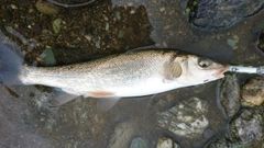 ウグイの釣果