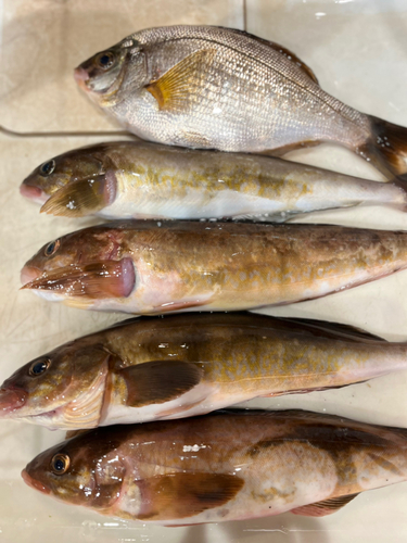 ホッケの釣果