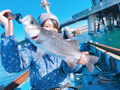 ヒラスズキの釣果