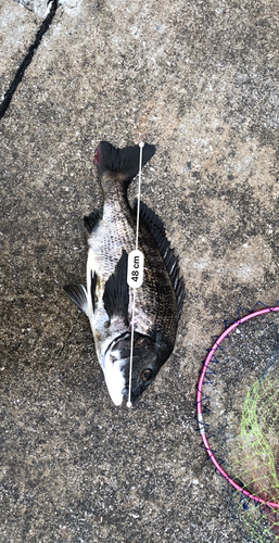 クロダイの釣果