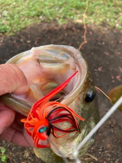 ラージマウスバスの釣果