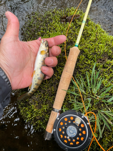 ヤマメの釣果