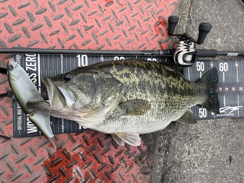 ブラックバスの釣果