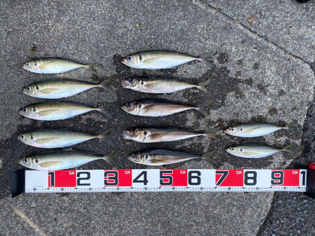 izakayataniyanさんの釣果 3枚目の画像