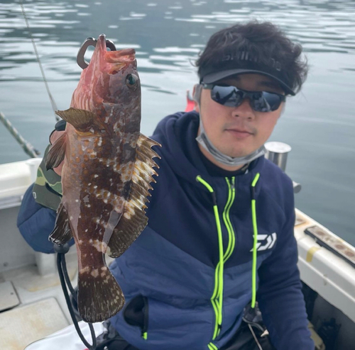 アコウの釣果