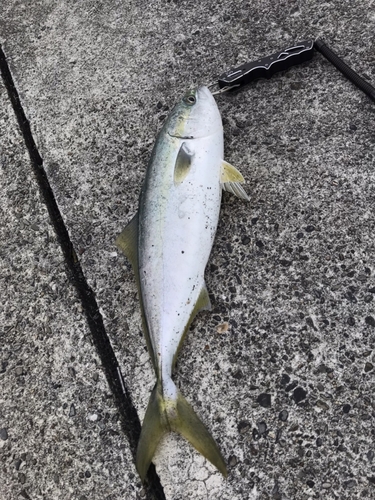 ツバスの釣果