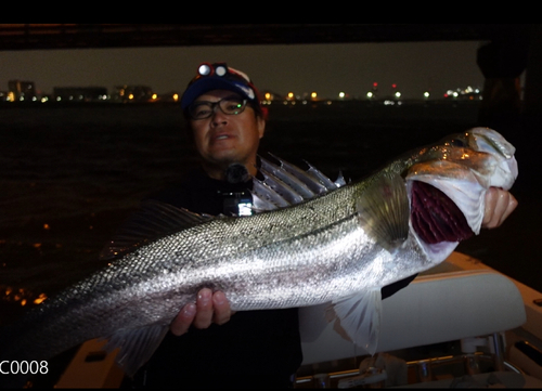 シーバスの釣果