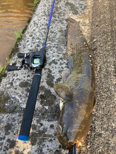 ナマズの釣果