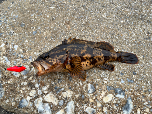 タケノコメバルの釣果