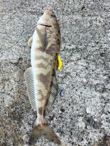 ホッケの釣果