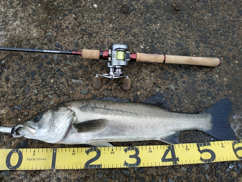 シーバスの釣果