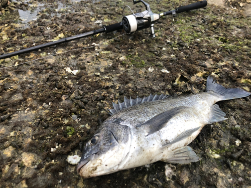 チヌの釣果