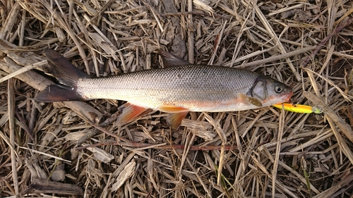 ウグイの釣果