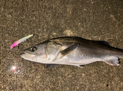 シーバスの釣果