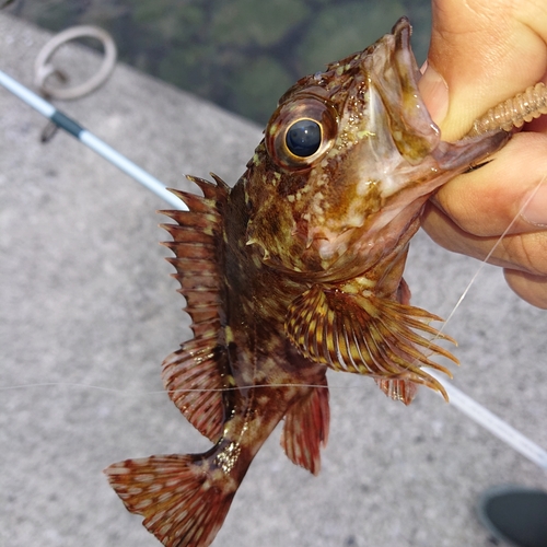 アラカブの釣果