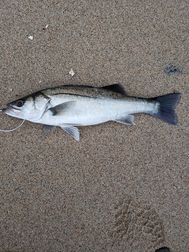 セイゴ（ヒラスズキ）の釣果