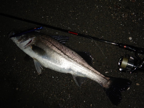 スズキの釣果