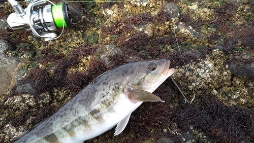 ホッケの釣果