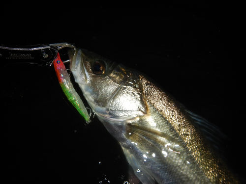 スズキの釣果