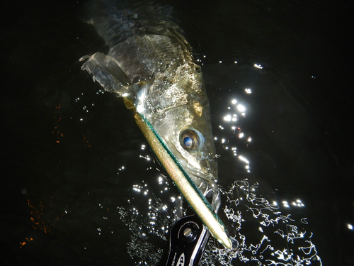 スズキの釣果