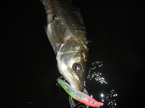 スズキの釣果